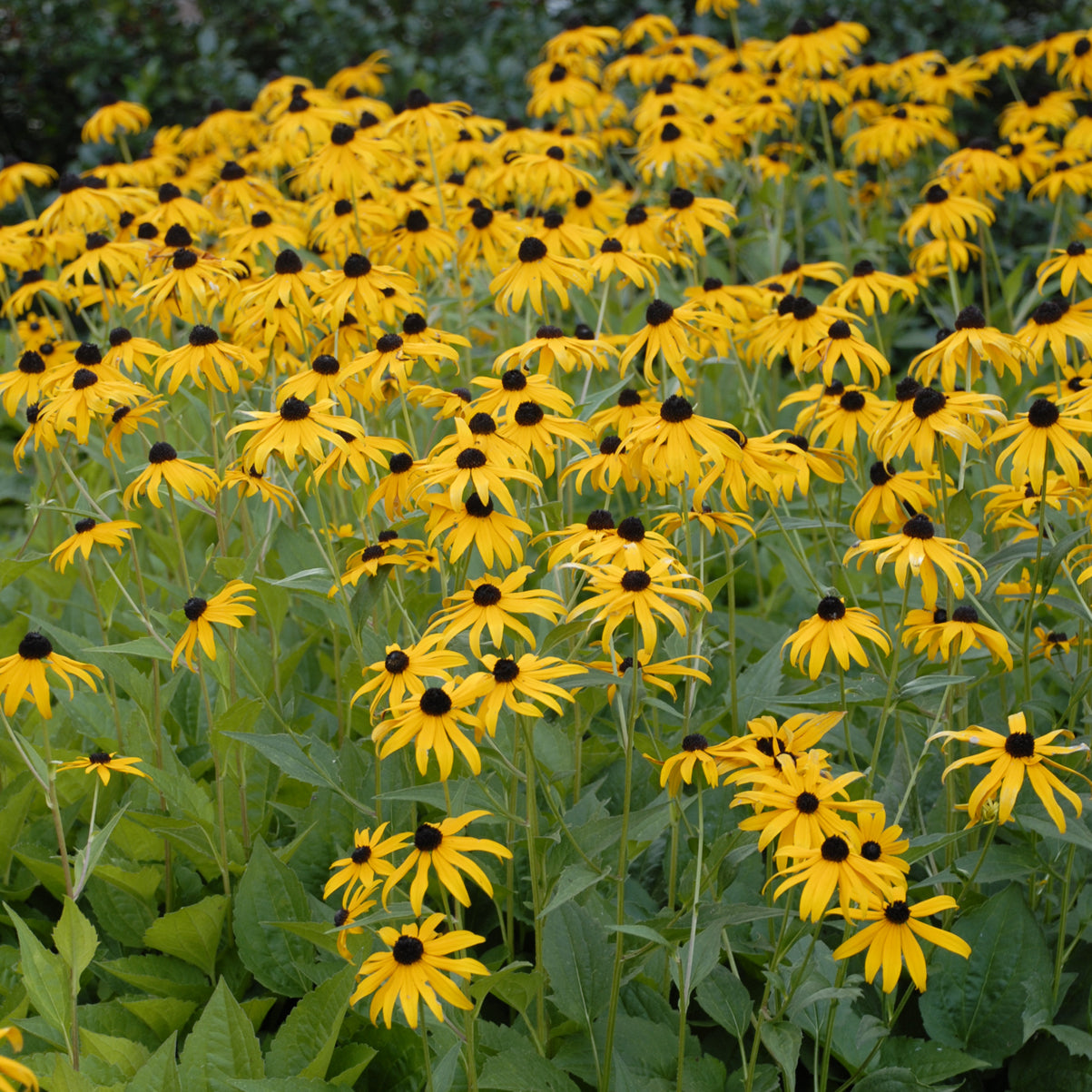 Rudbeckia fulgida 'Goldsturm'
