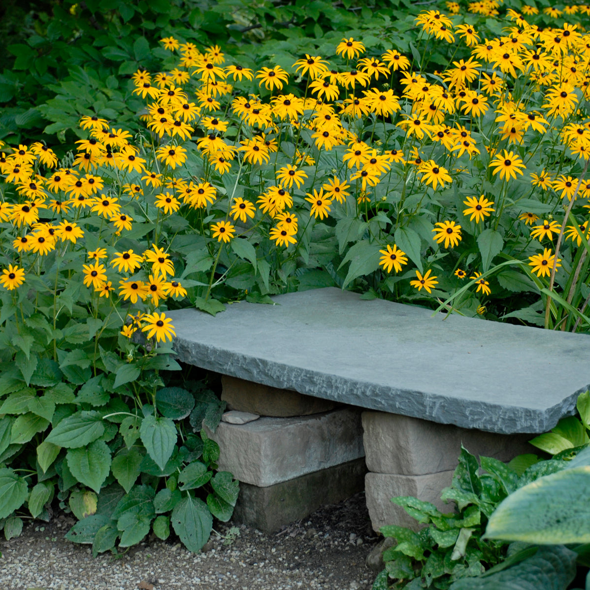 Rudbeckia fulgida 'Goldsturm'