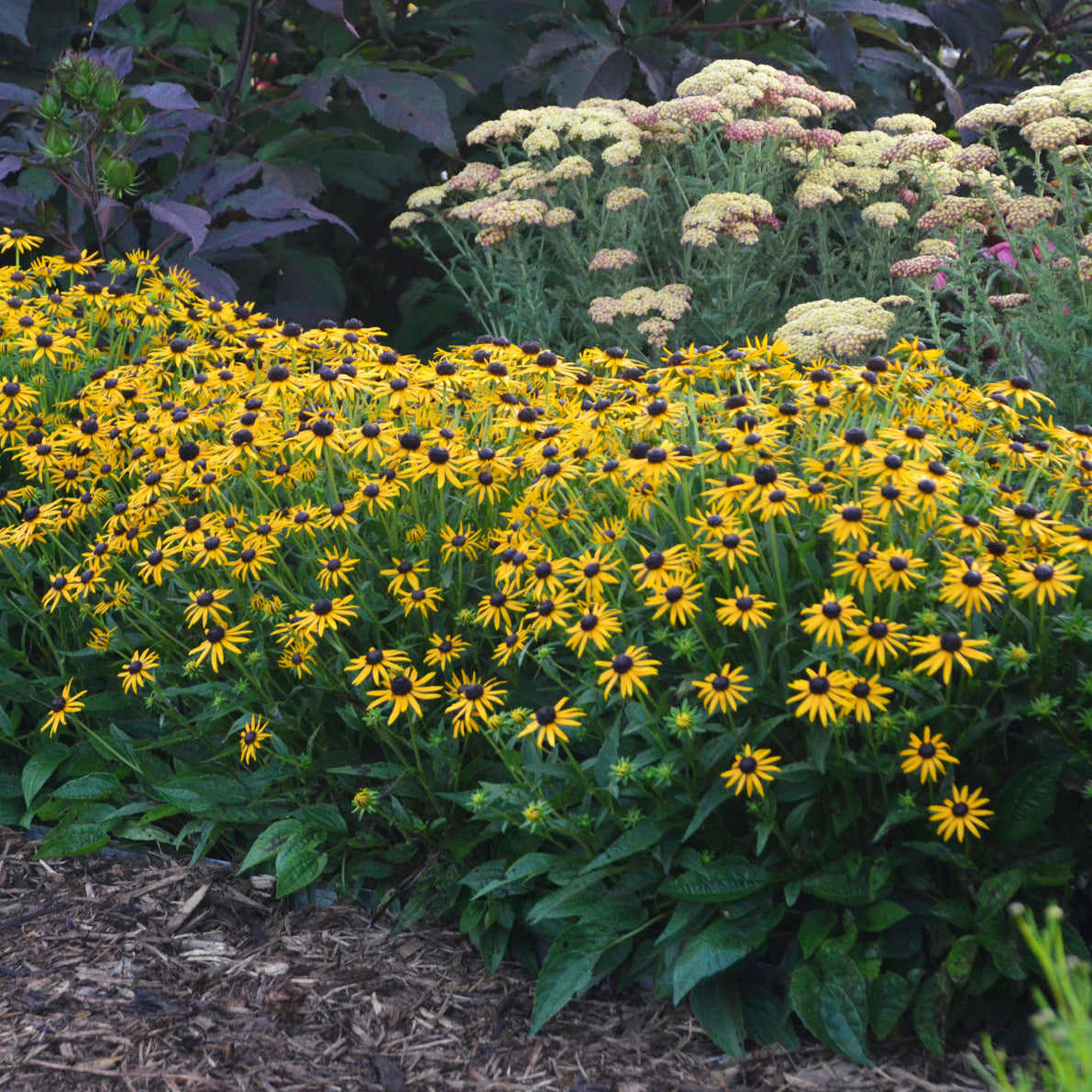 Rudbeckia fulgida 'Little Goldstar'