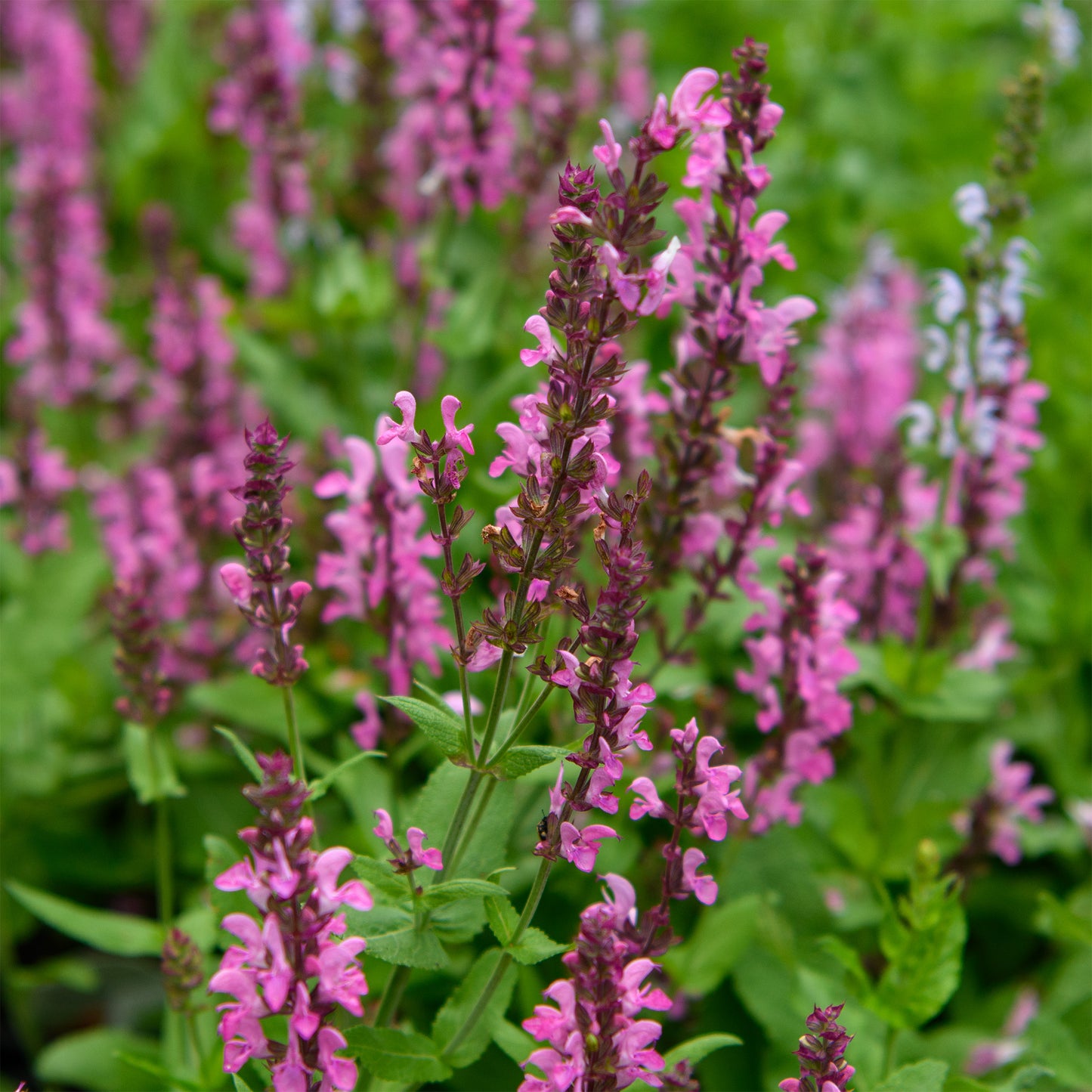Salvia nemorosa 'Pink Nebula'™