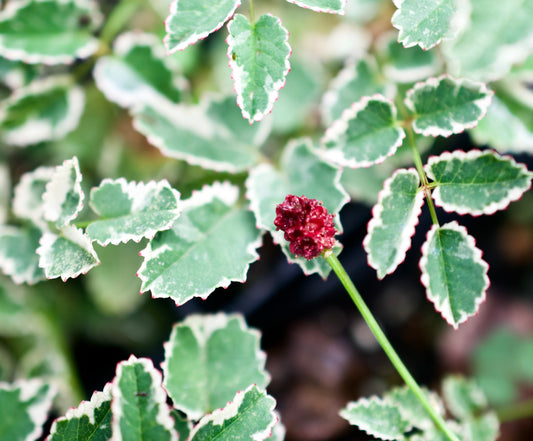 Sanguisorba officinalis  'Little Angel'