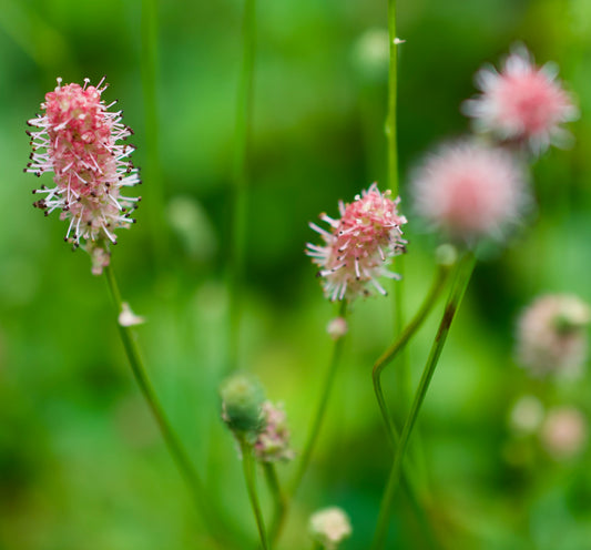 Sanguisorba officinalis 'Pink Tanna'