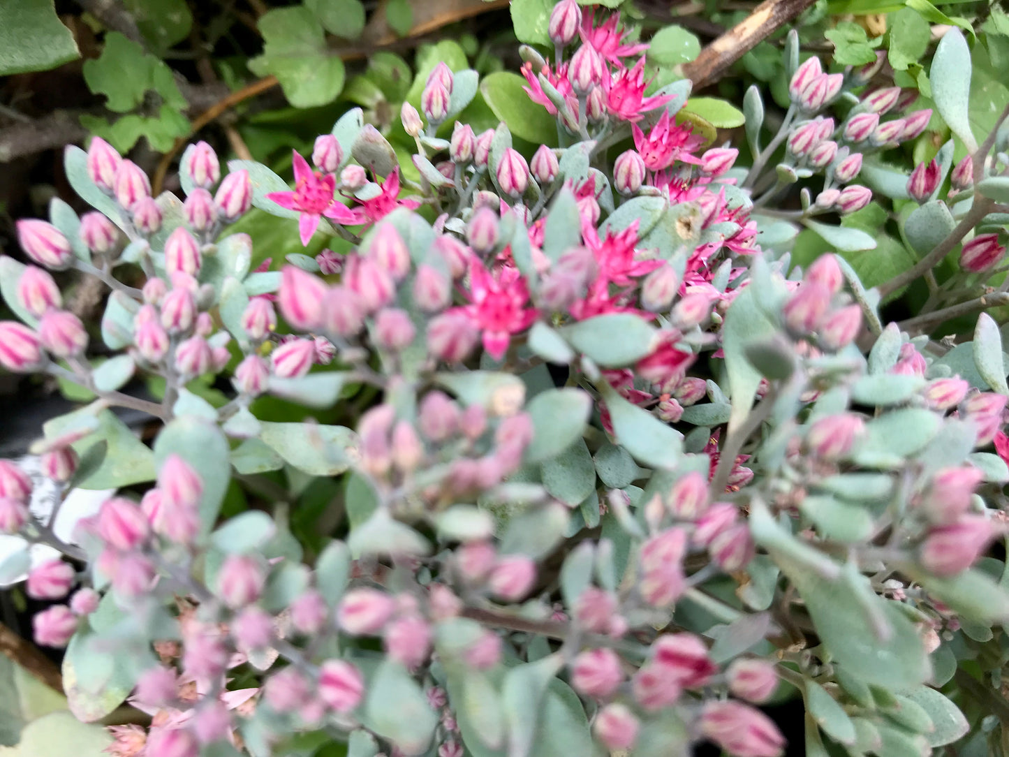 Sedum cauticola 'Lidakense'