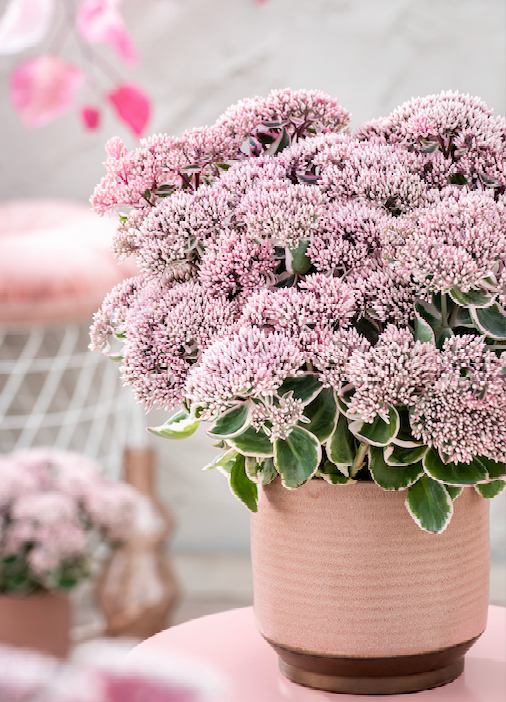 Sedum 'La Vie en Rose' (Stonecrop)