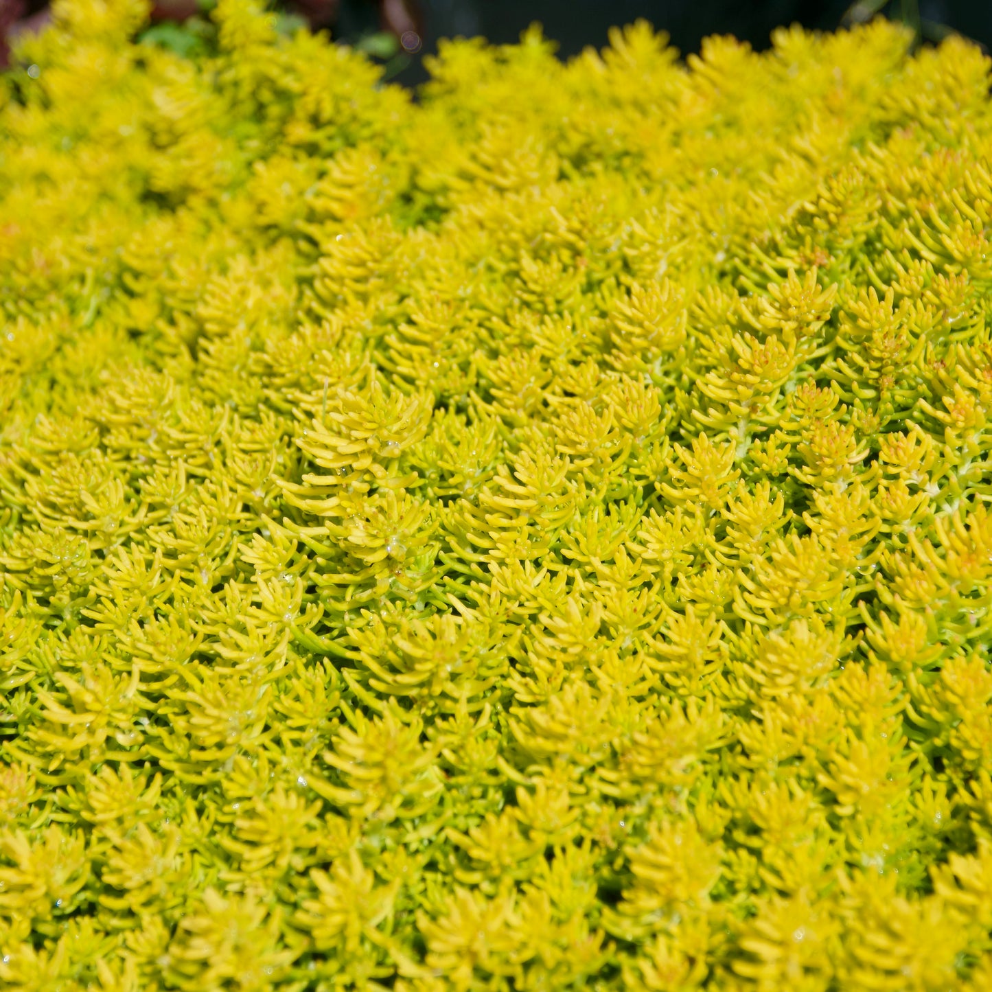 Sedum rupestre 'Angelina's Teacup'