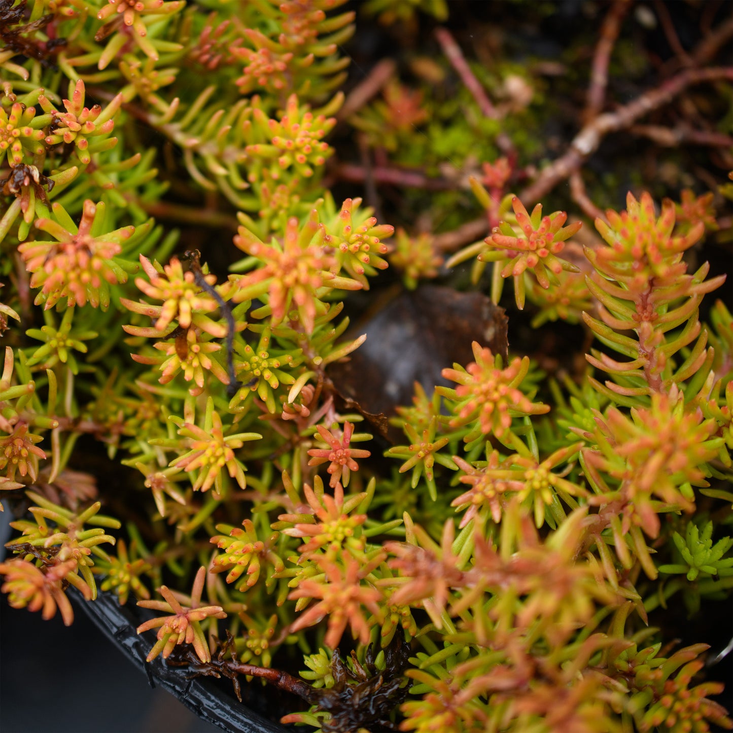 Sedum rupestre 'Angelina's Teacup'