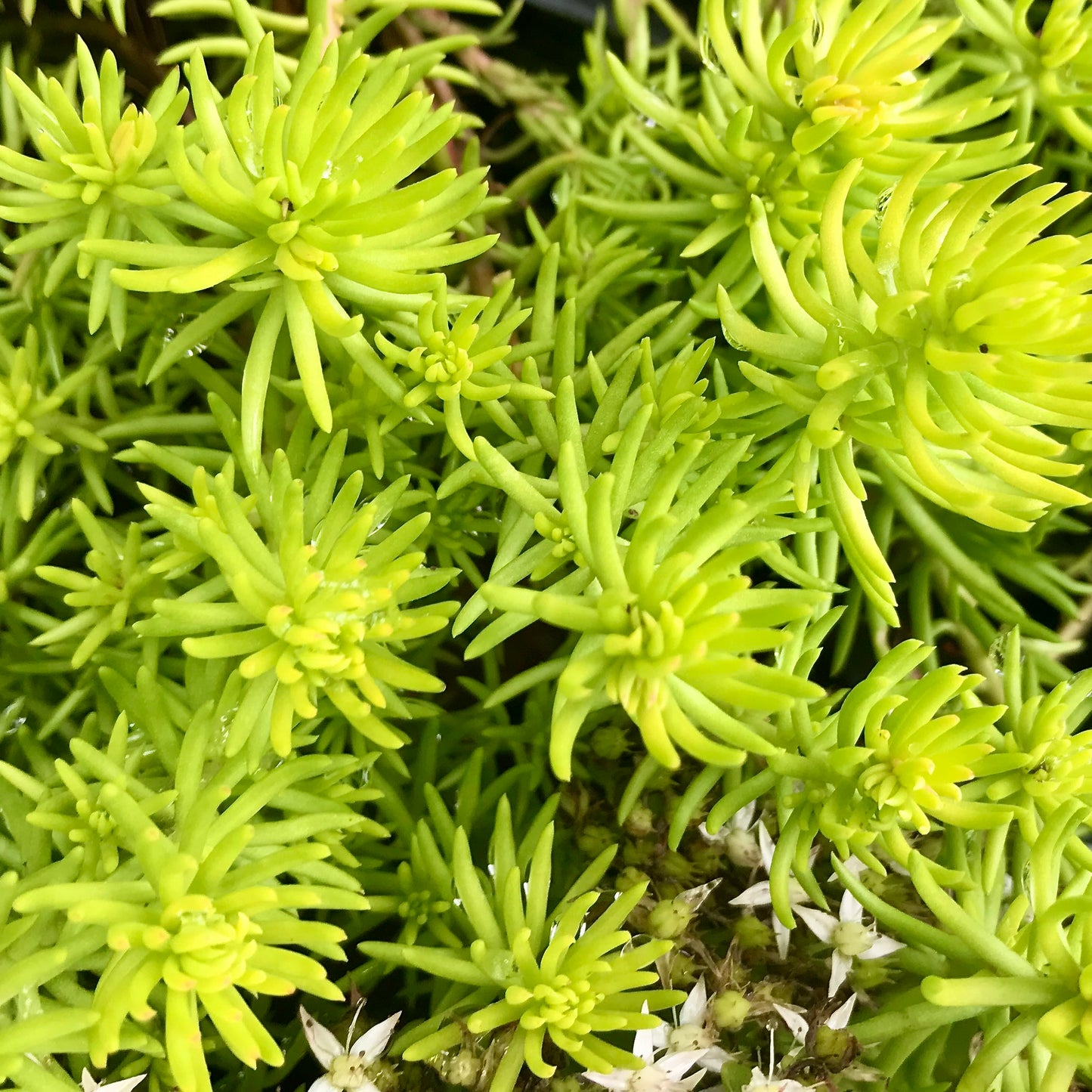 Sedum rupestre 'Angelina'