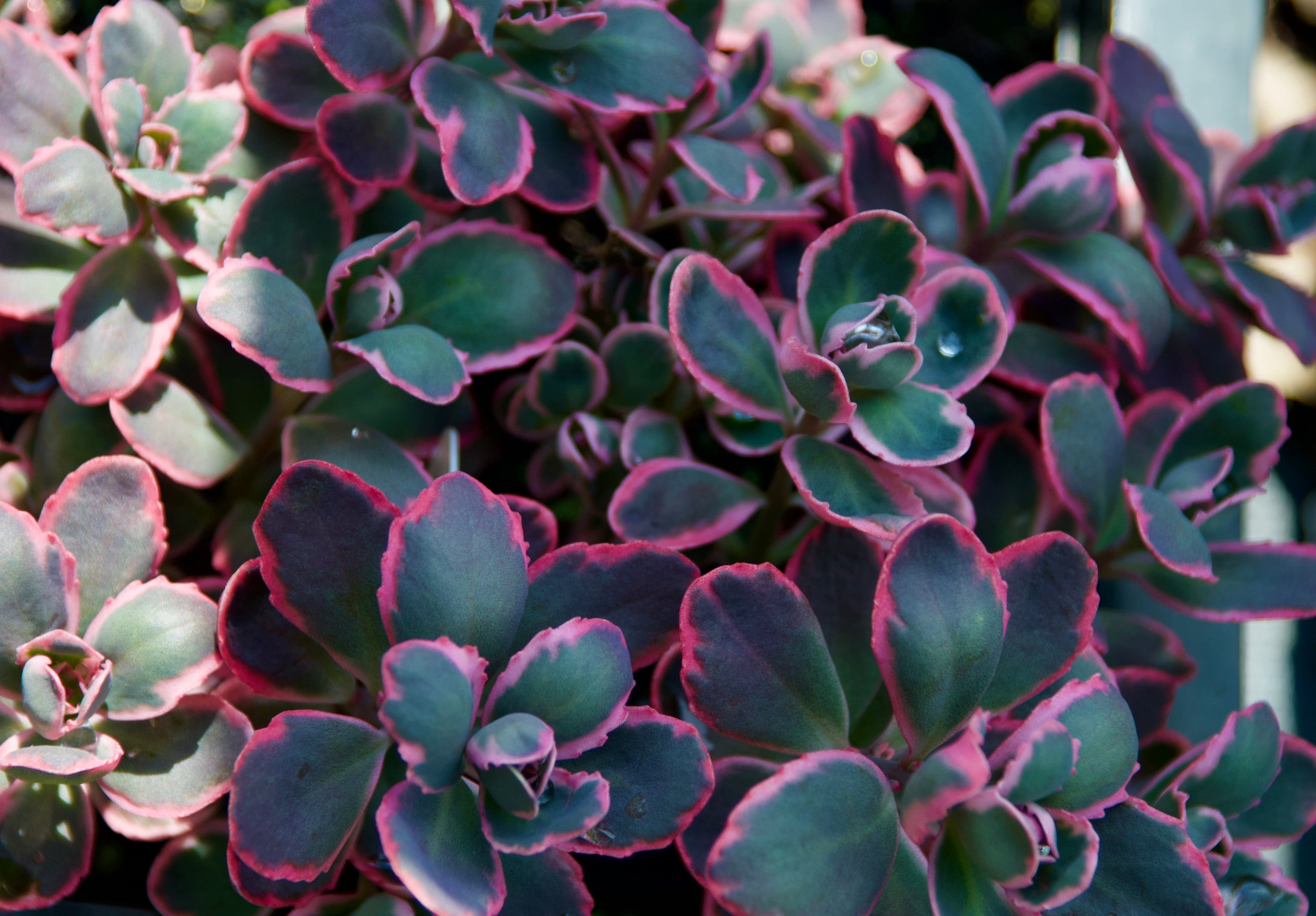 dream dazzler succulent Sunsparkler Dream Dazzler Sedum Plant