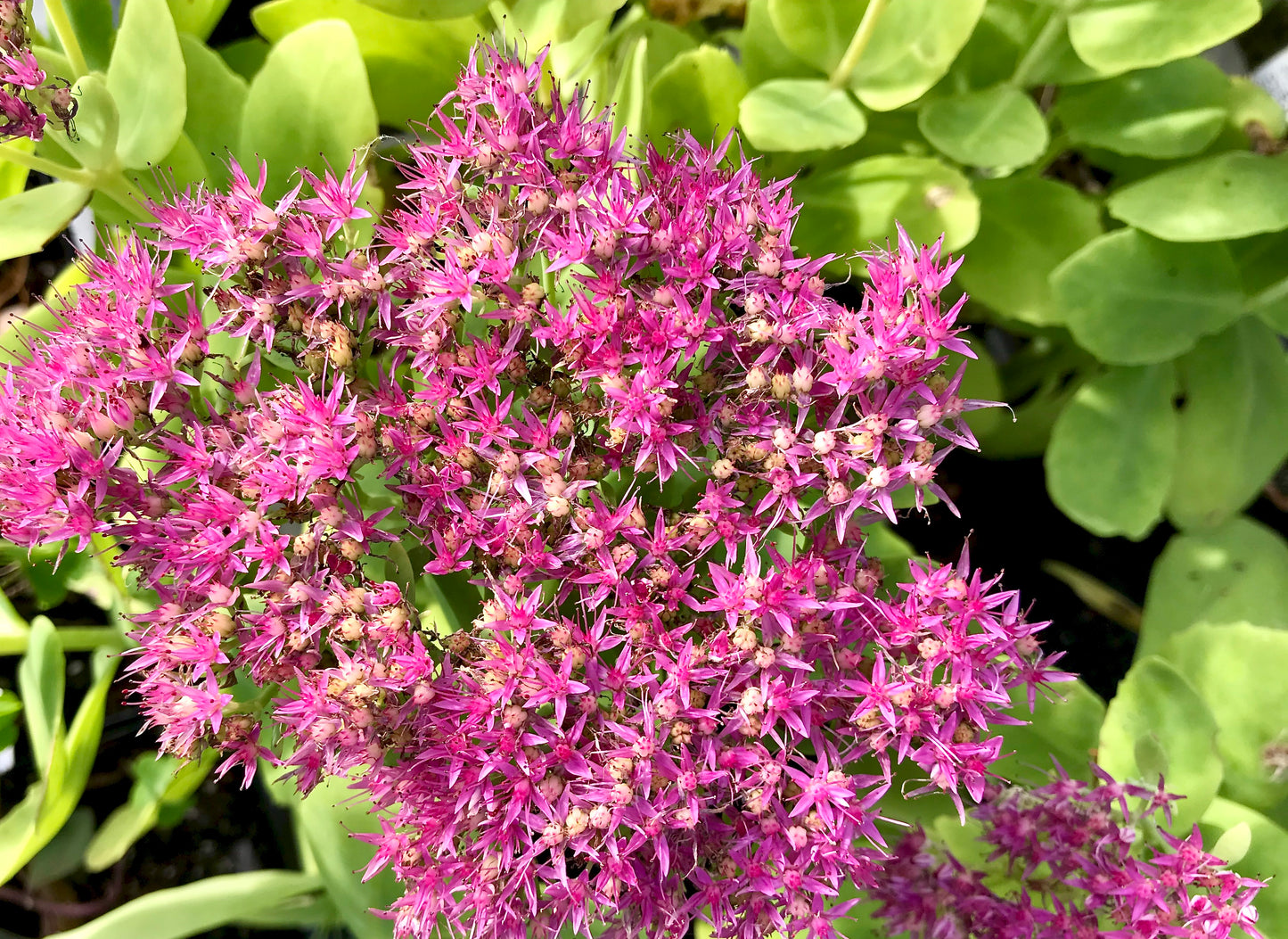 Sedum spectabile 'Carmen'