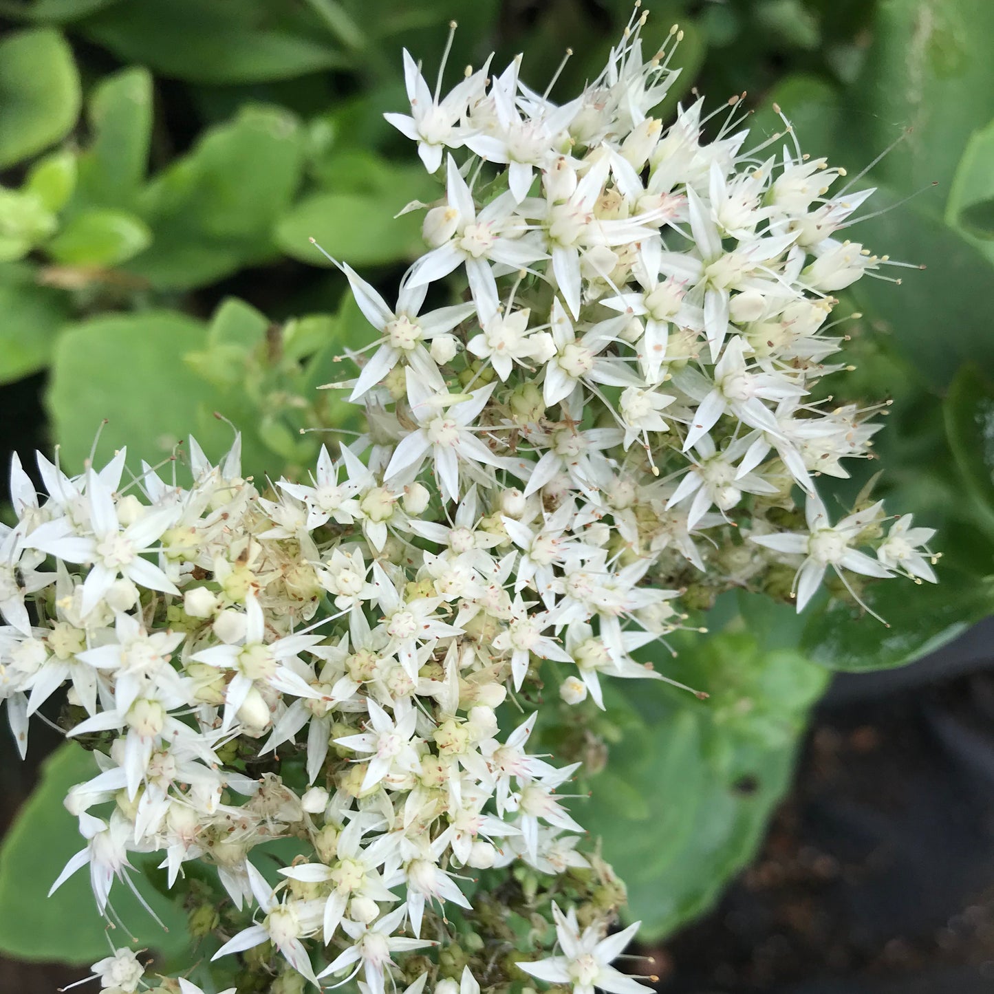 Sedum spectabile 'Iceberg'