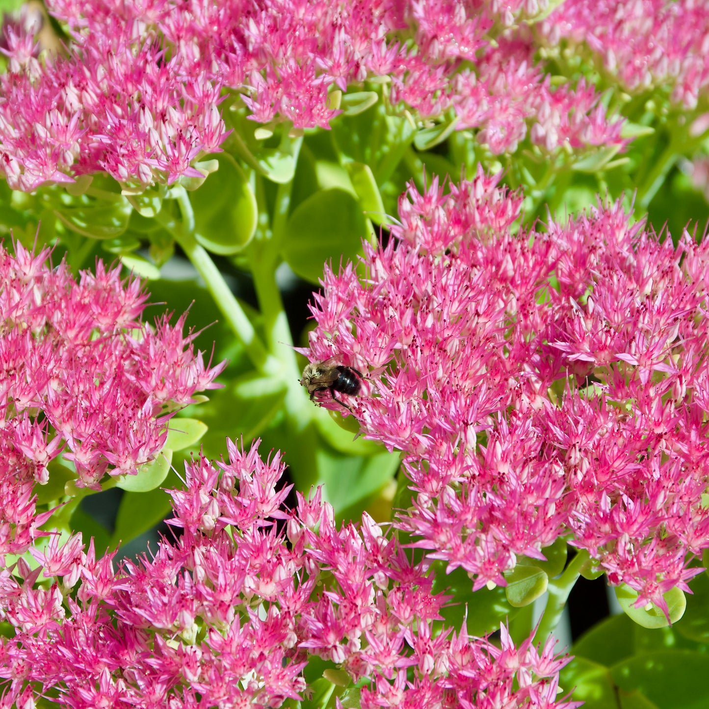 Sedum spectabile 'Meteor'