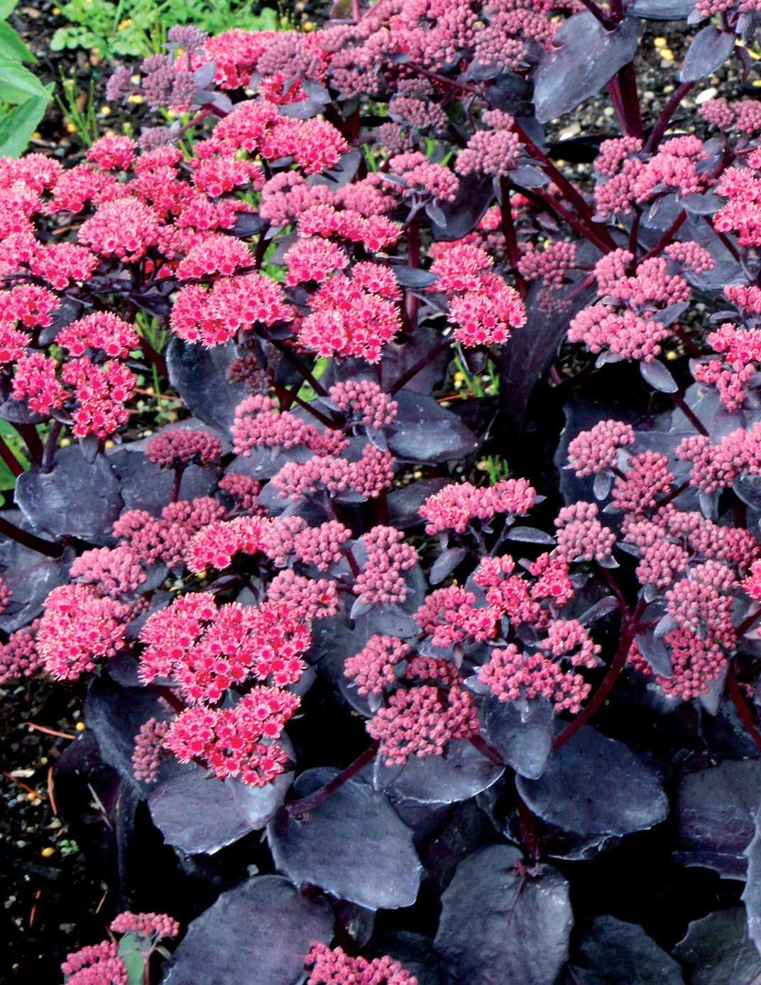 truffle succulent Sedum telephium 'Cherry Truffle'