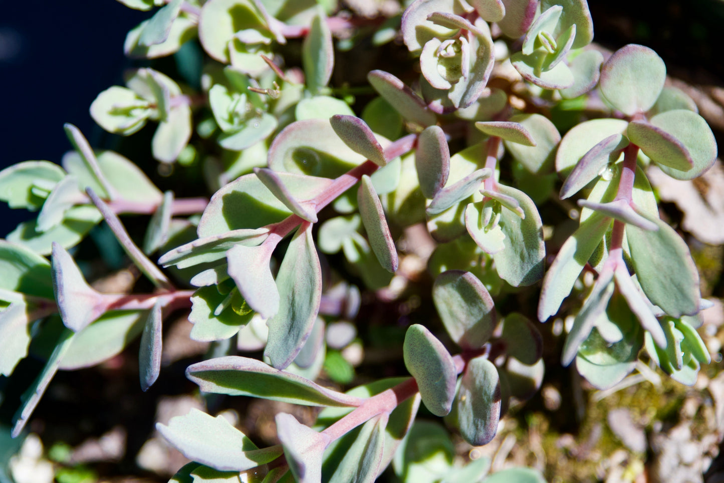 Sedum telephium 'Rosy Glow'