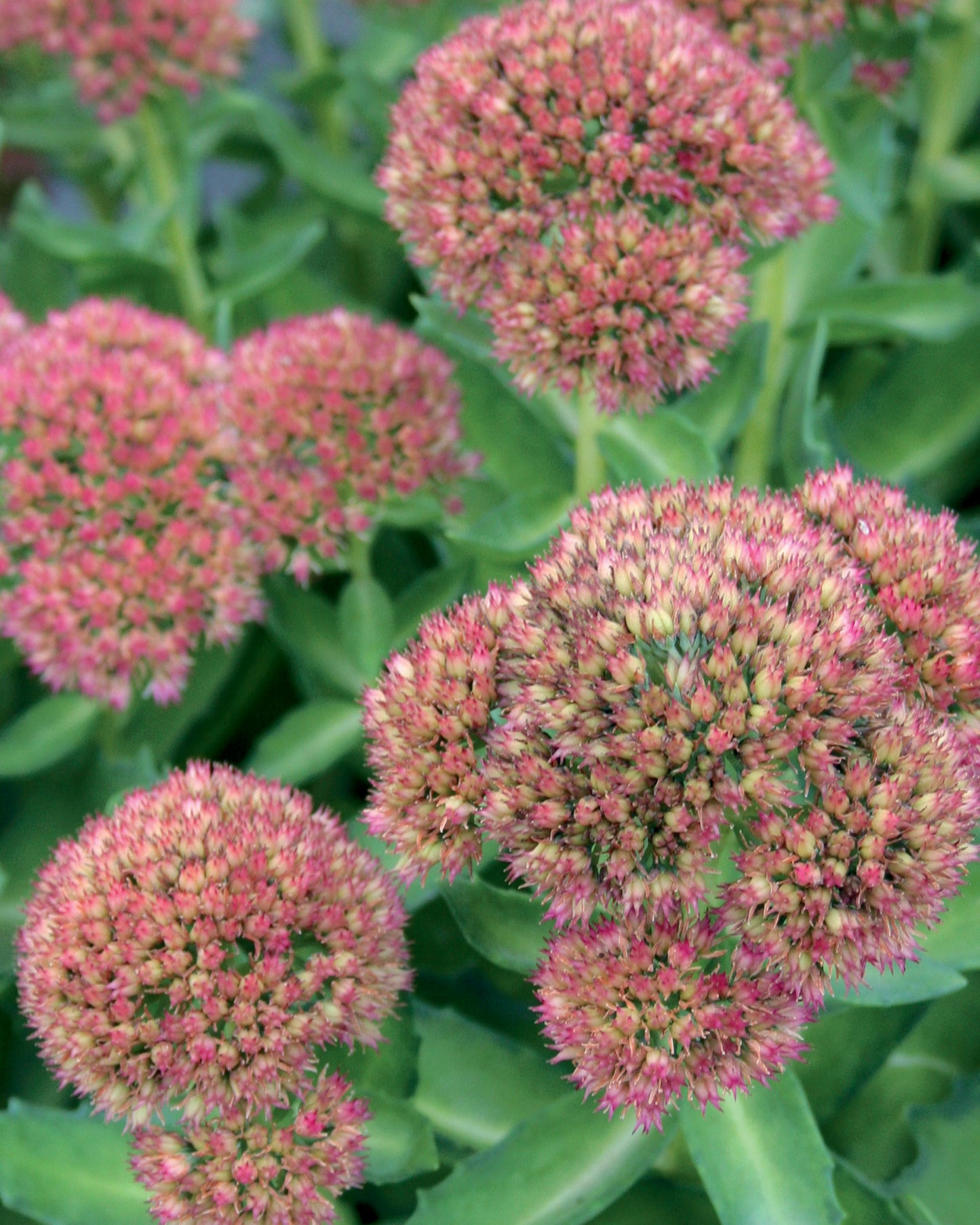 Sedum x Autumn Delight 'Beka'