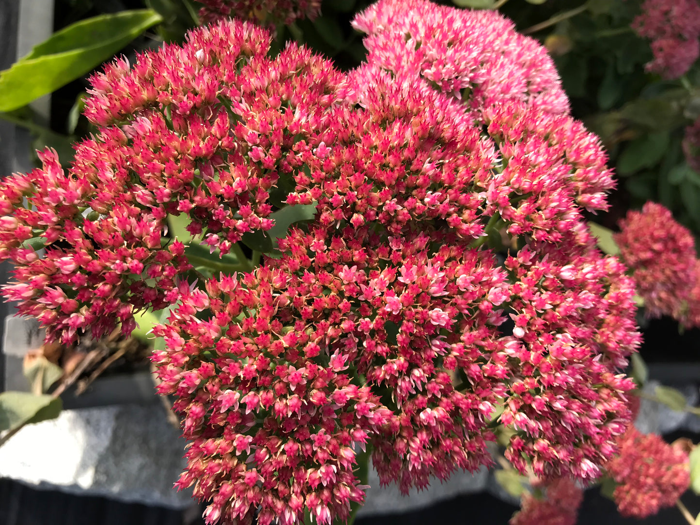 Sedum x 'Autumn Joy'