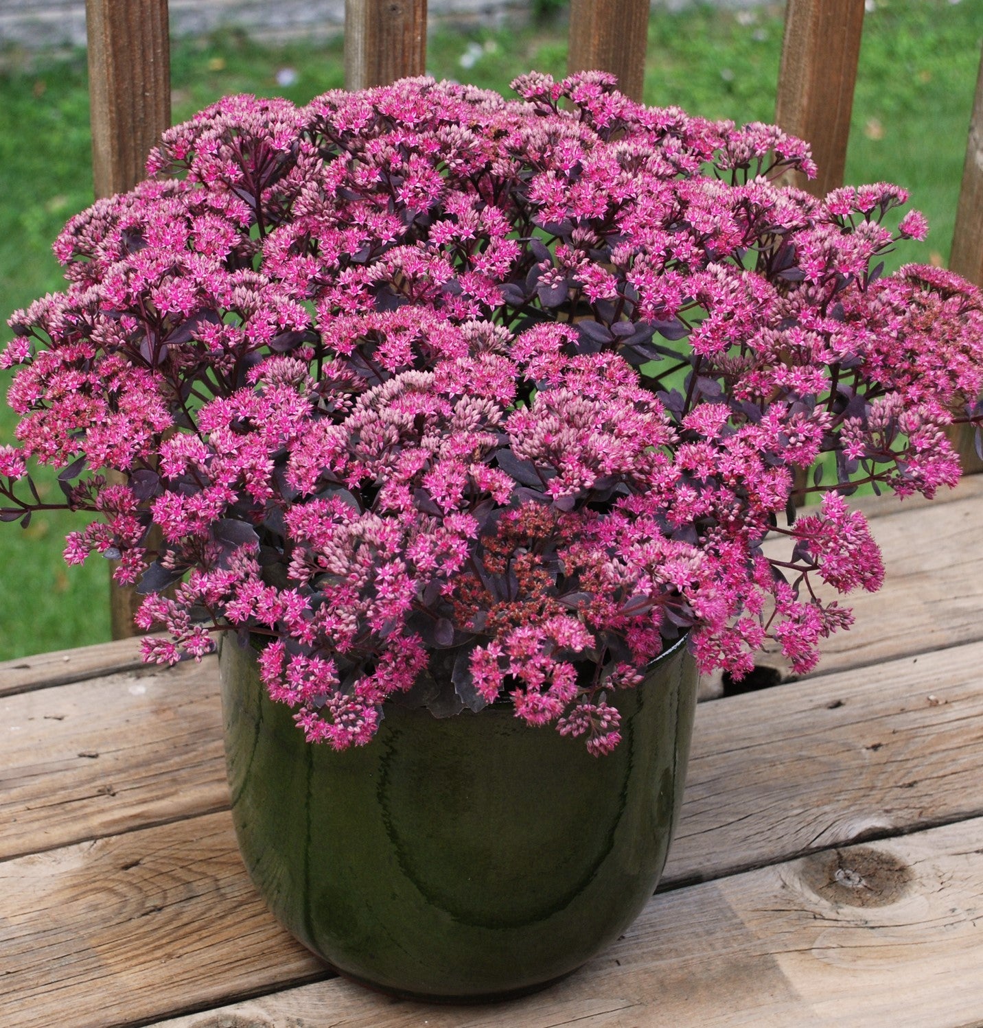 Sedum x 'Dazzleberry'