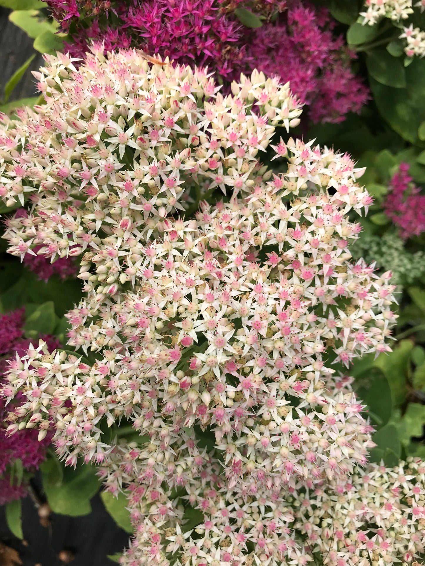 Sedum x 'Frosty Morn'