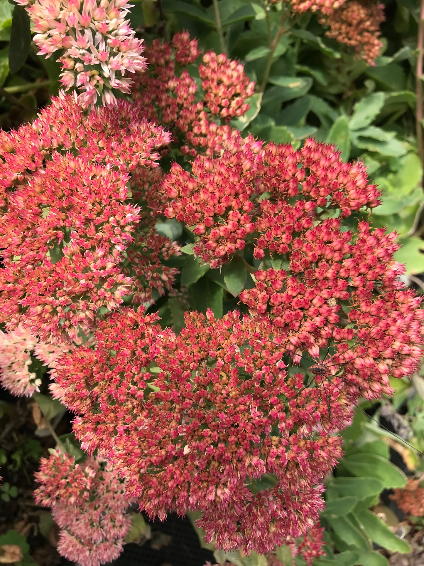 Sedum x 'Jaws'