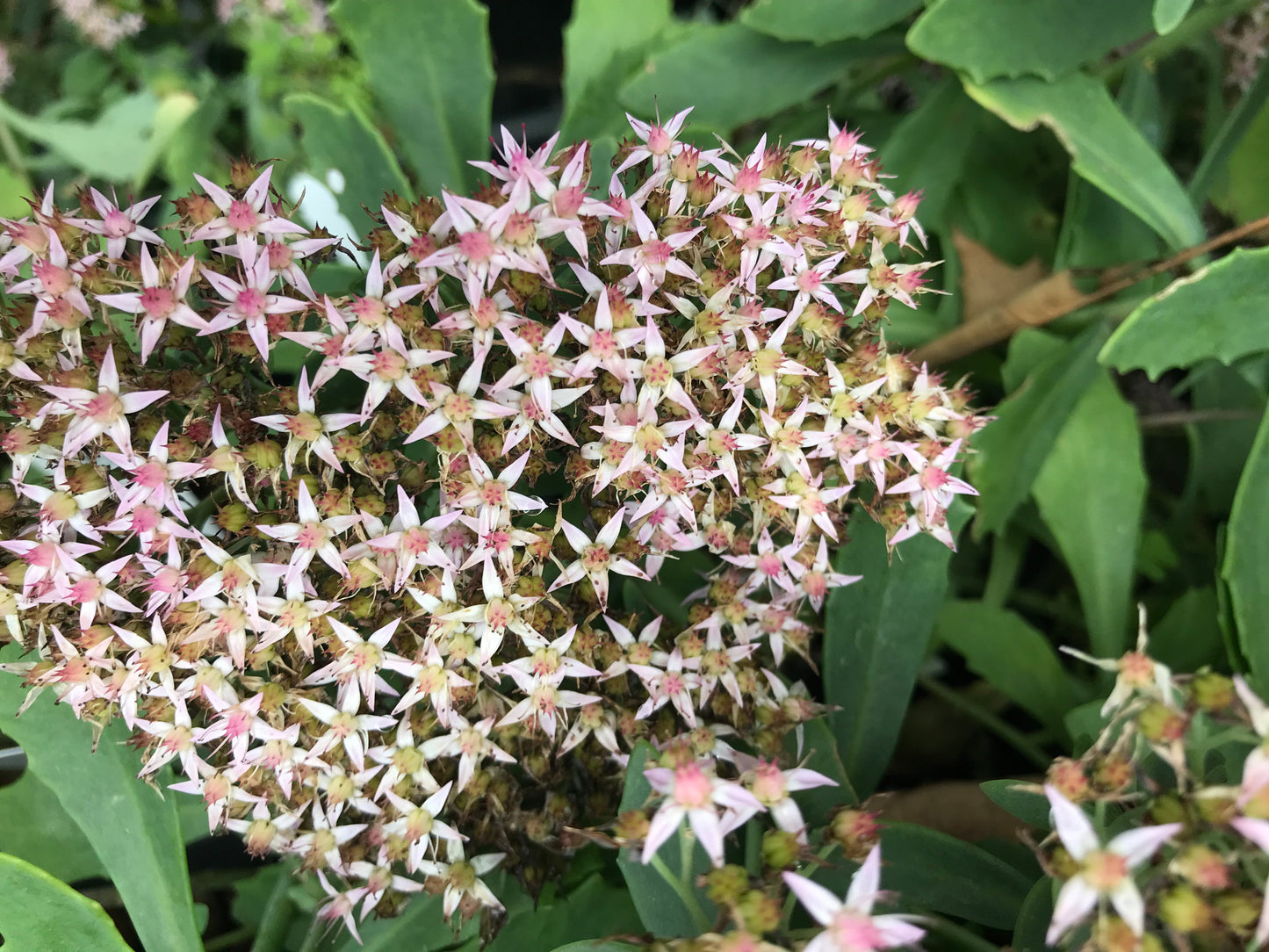 Sedum x 'Pure Joy'