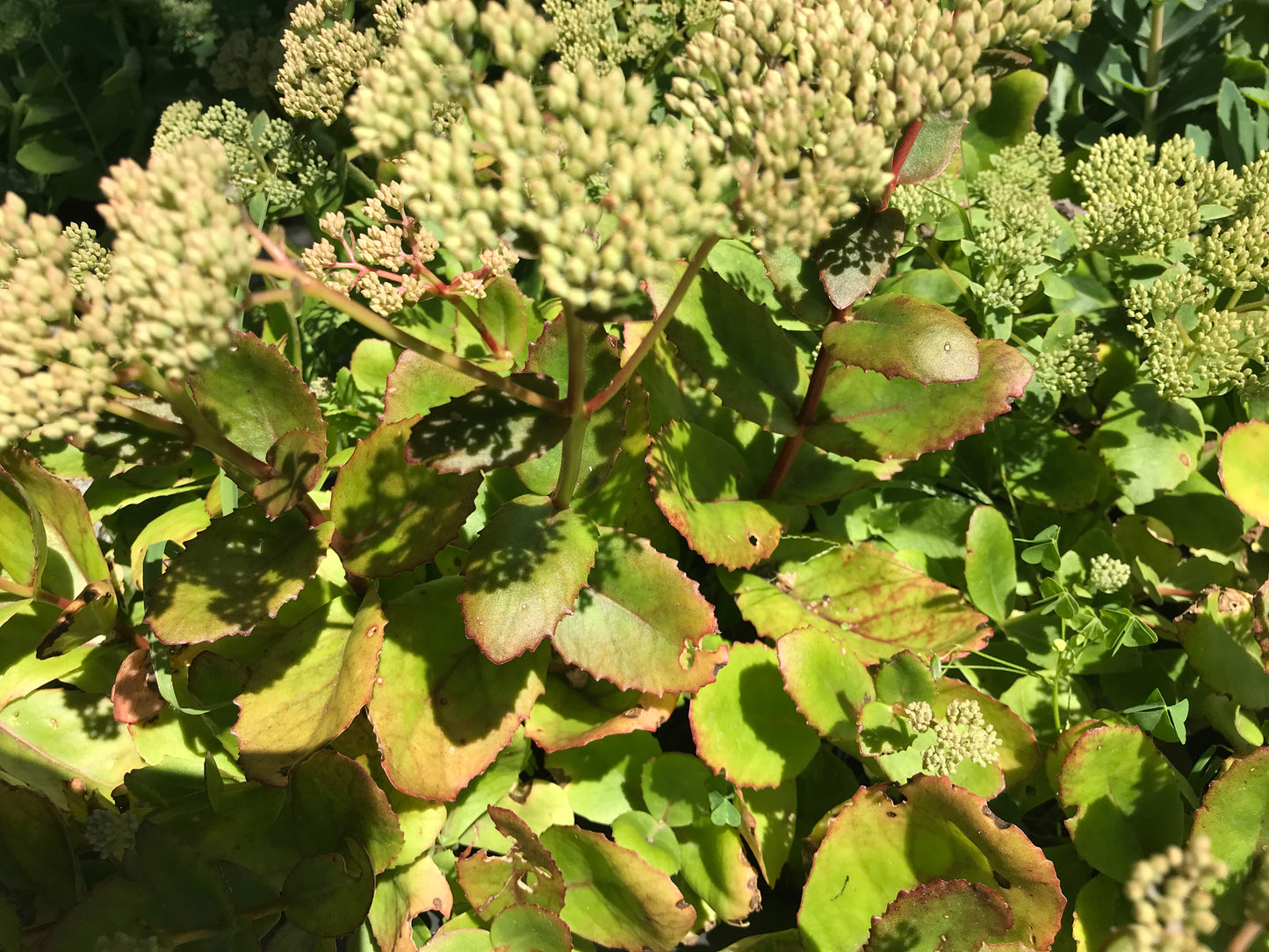 Sedum x 'Sublime'