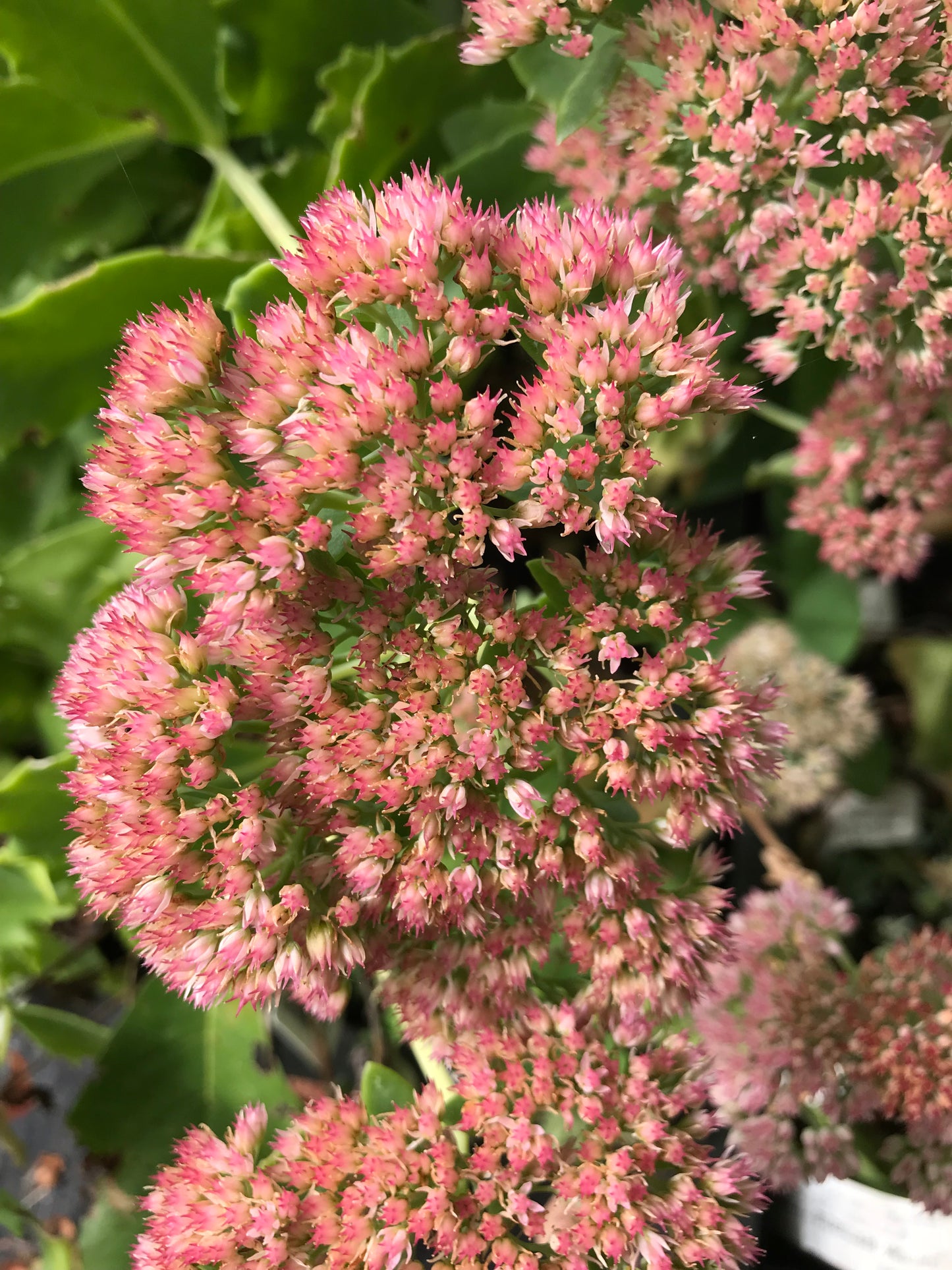 Sedum x 'T-Rex'