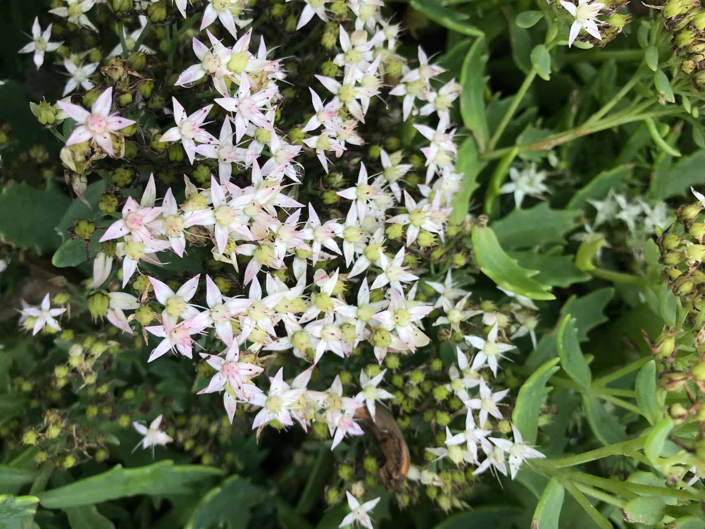 Sedum x 'Thunder Cloud'