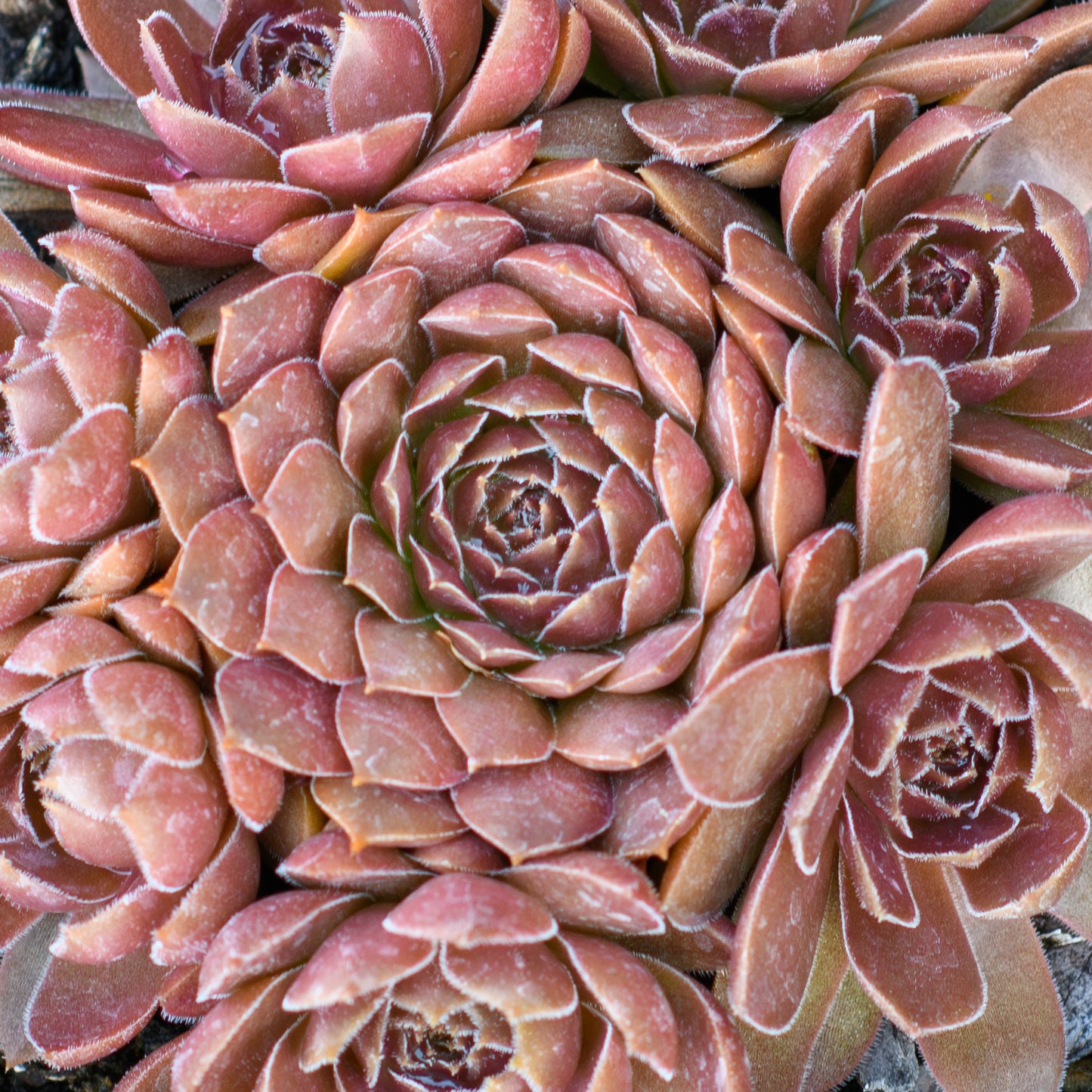 Sempervivum Chick Charms® Chocolate Kiss™ (Hens & Chicks)