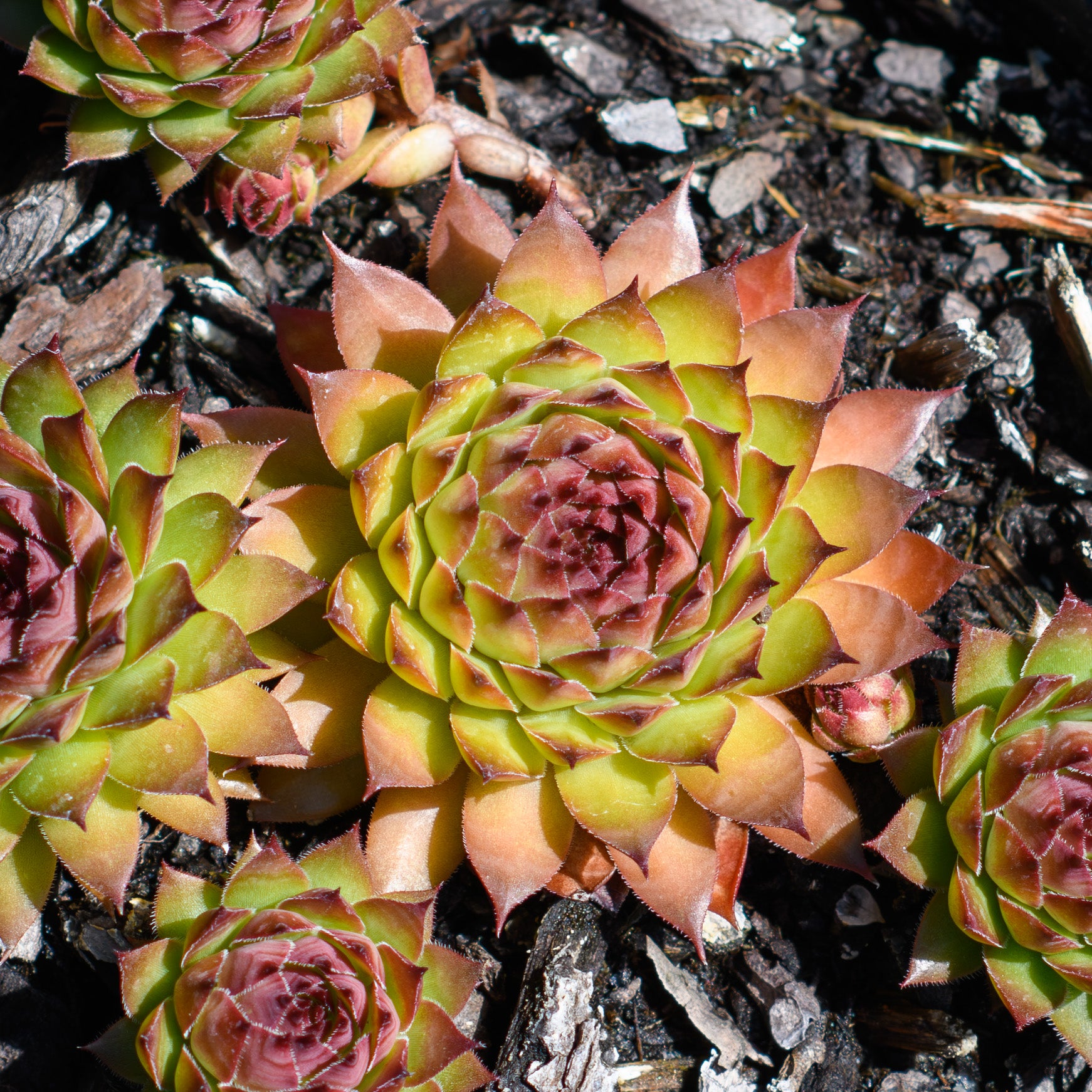 hen succulent plant Sempervivum Chick Charms® ‘Pineapple Paradise’™ (Hens & Chicks)