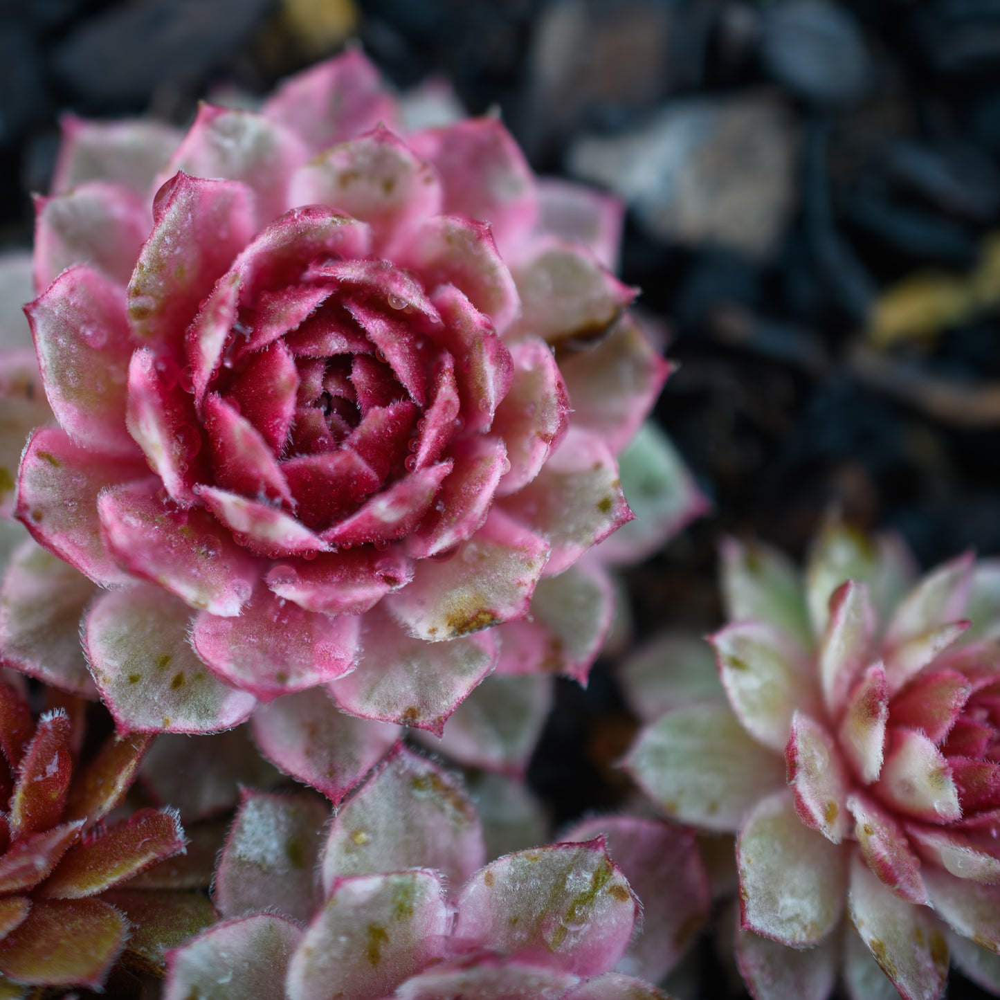 Sempervivum Chick Charms® 'Lotus Blossom'
