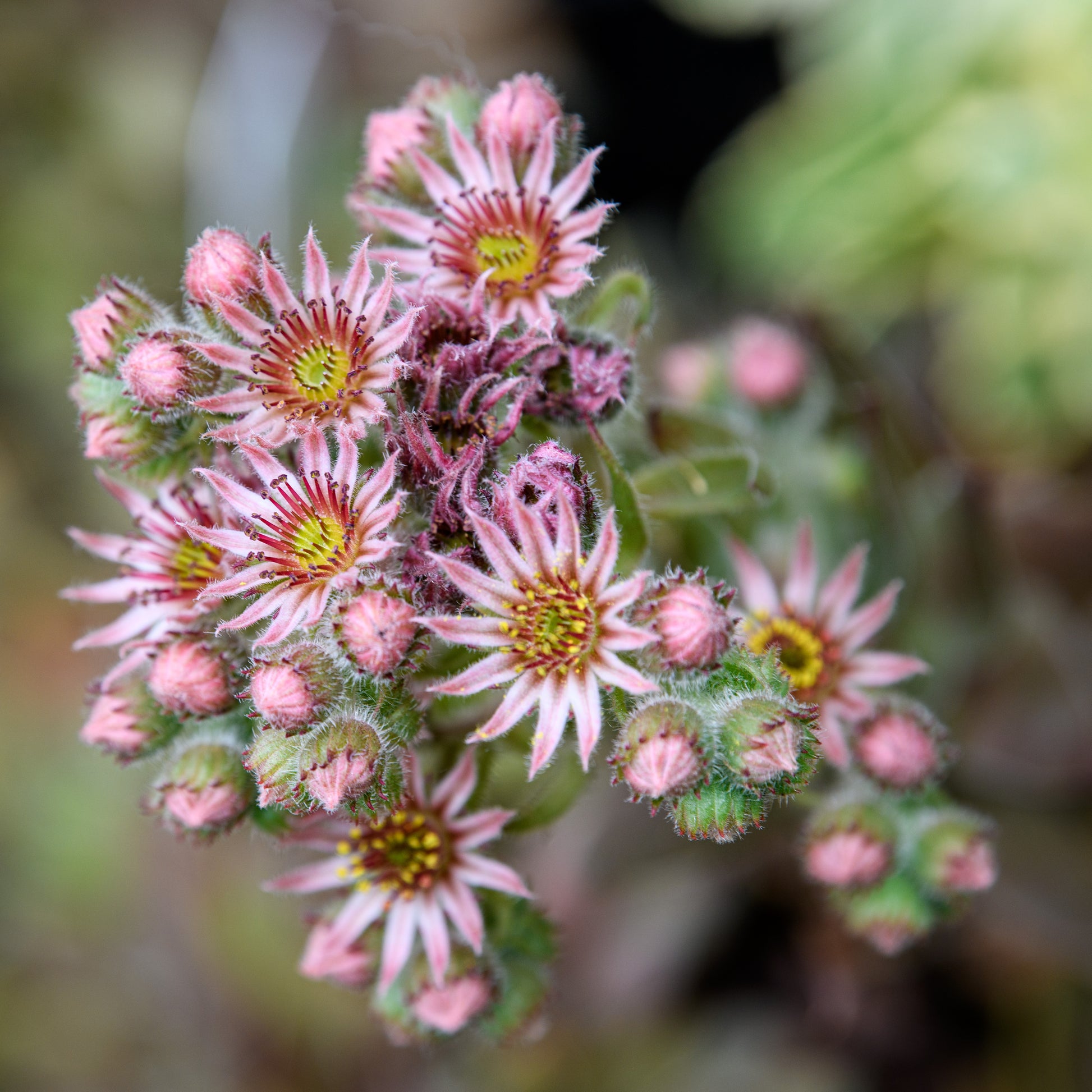 Sempervivum  'Purple Beauty'