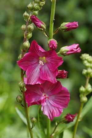 Sidalcea 'Candy Girl' (Checker-Mallow)