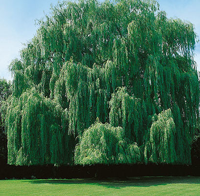 Salix alba 'Tristis Niobe'