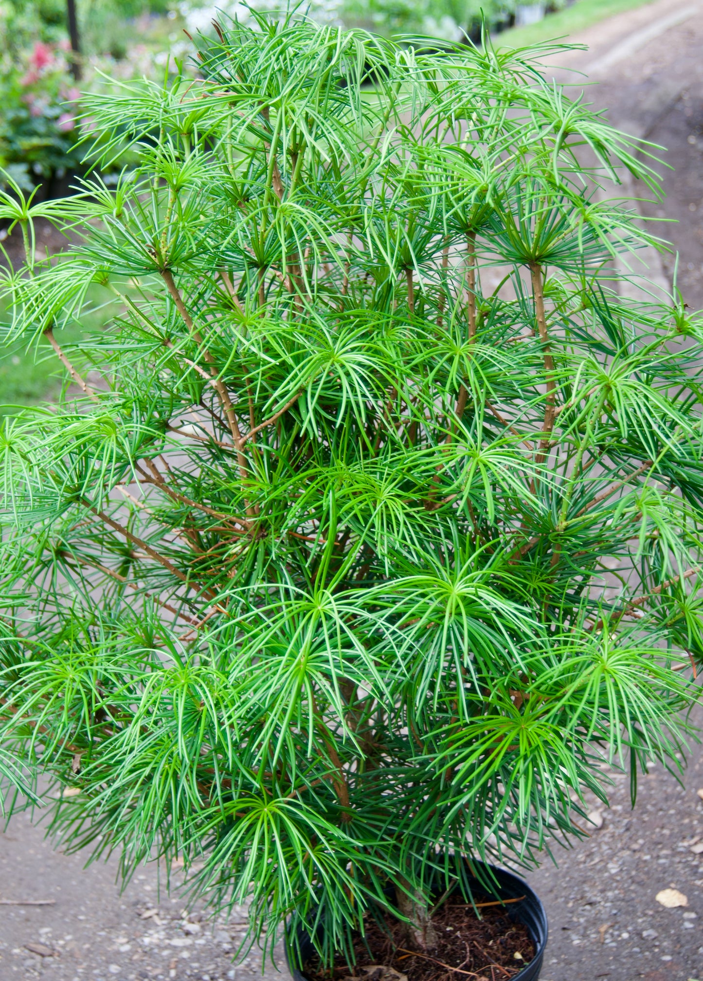 Japanese Umbrella Pine with needle-like leaves in a pot.