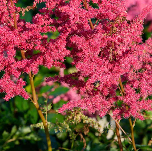 Astilbe chinensis  'Mighty Red Quinn'