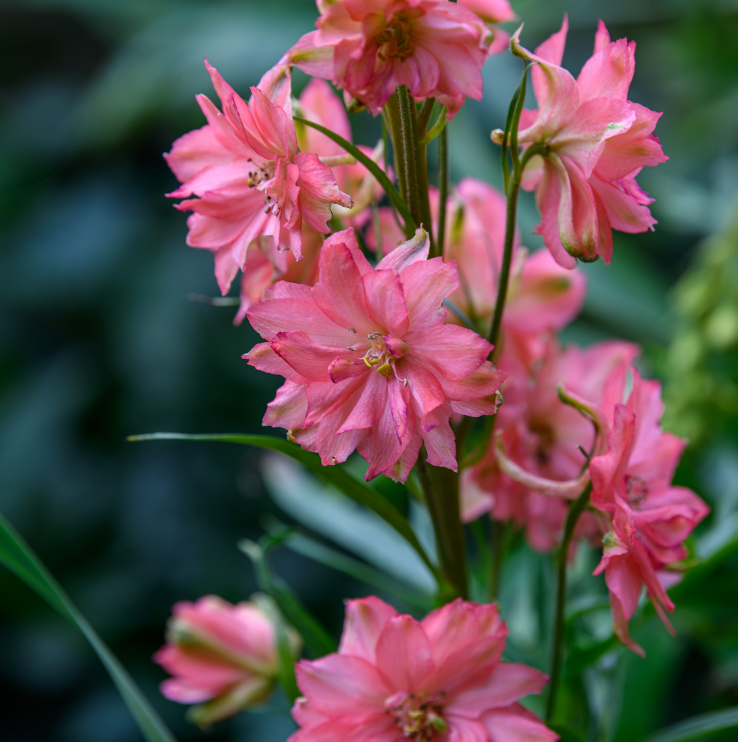 Delphinium elatum 'Red Lark'