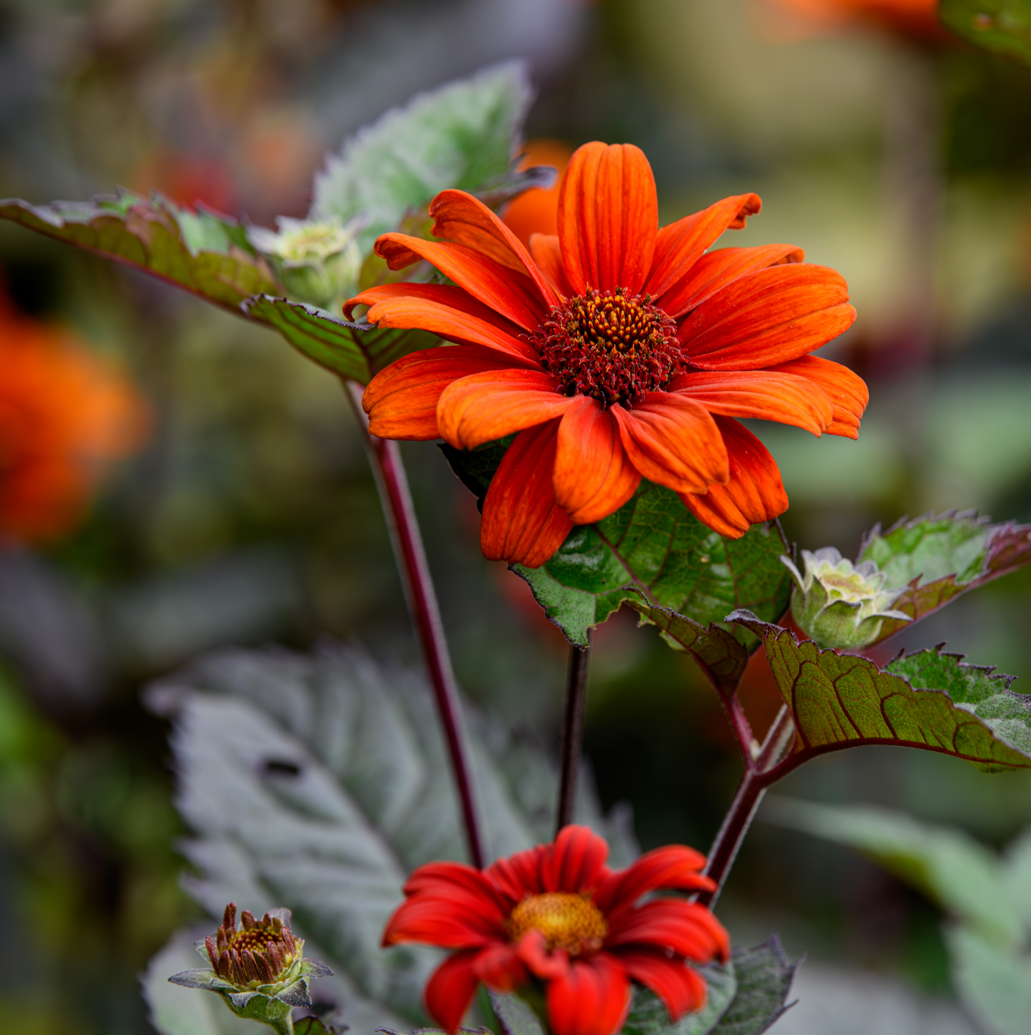 Heliopsis helianthoides 'Bleeding Hearts'