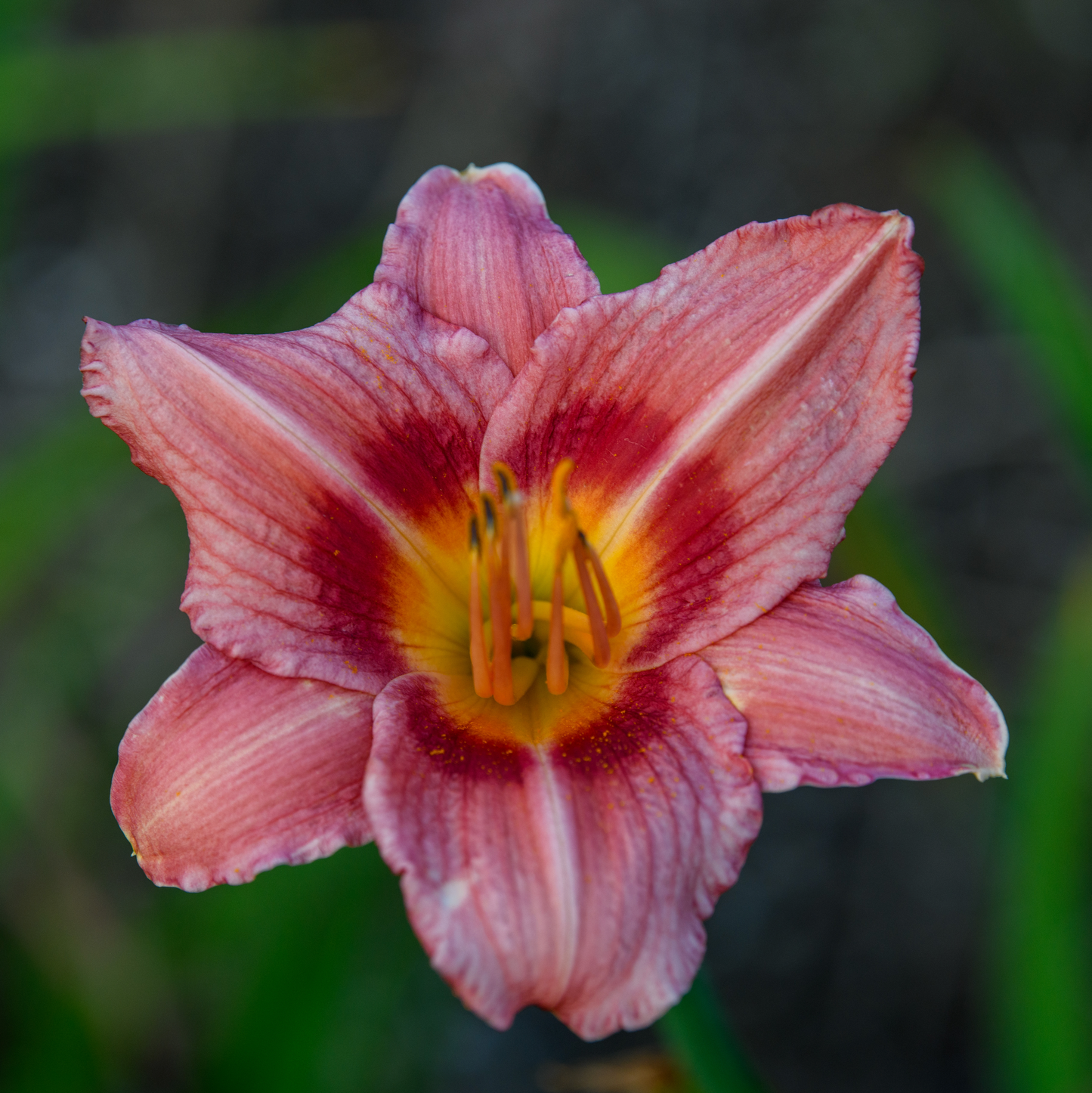 Hemerocallis 'Decatur Cherry Smash' (Daylily)