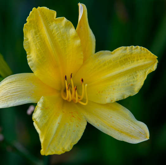 Hemerocallis 'Hyperion'