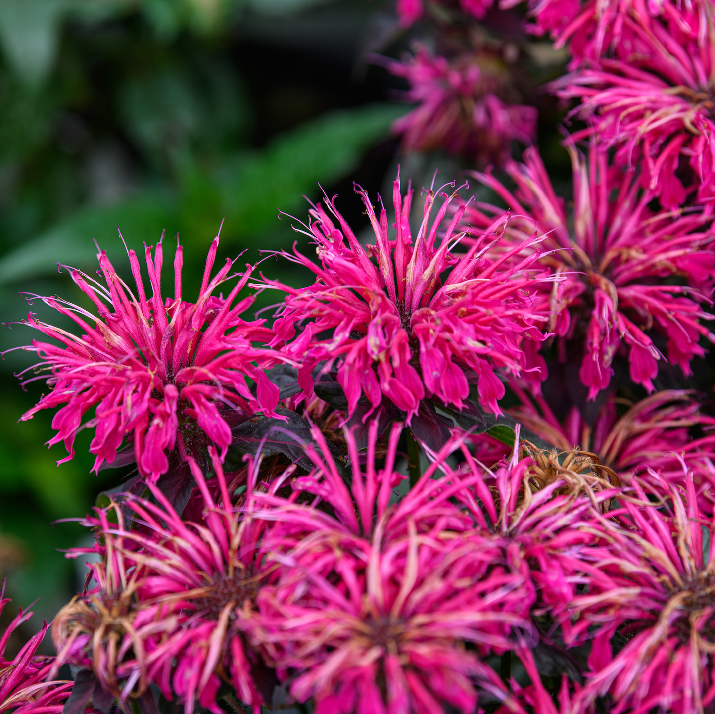 Monarda didyma 'Berry Taffy'