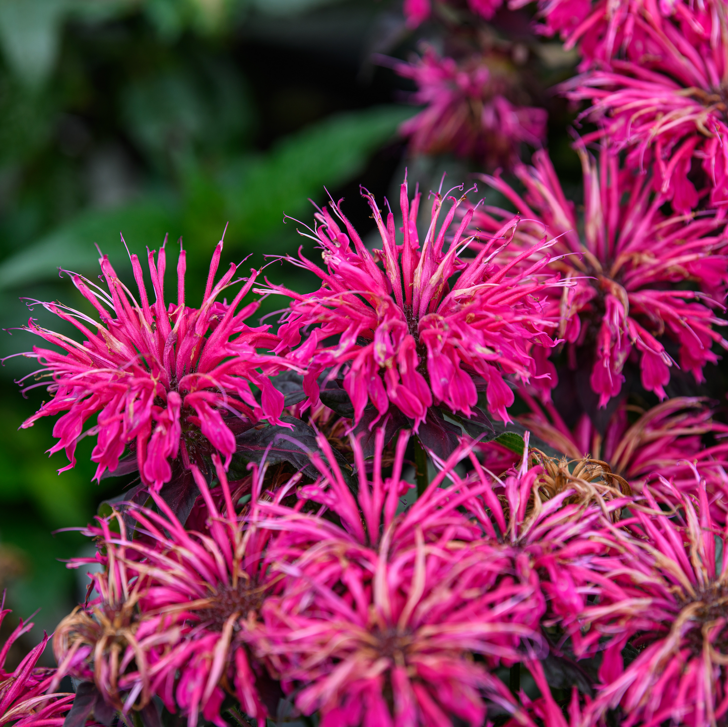 Monarda  didyma  'Berry Taffy'