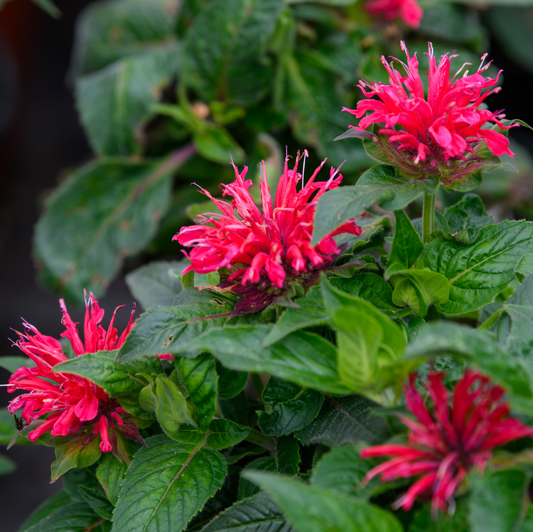 Monarda didyma 'Cherry Pops' (Bee Balm)