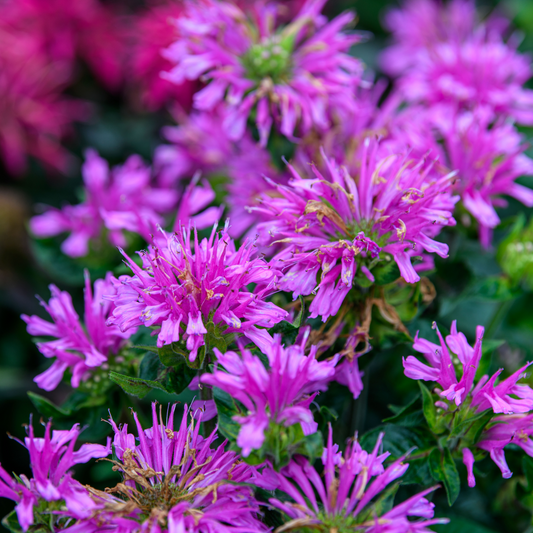 Monarda didyma  'Lilac Lollipop'