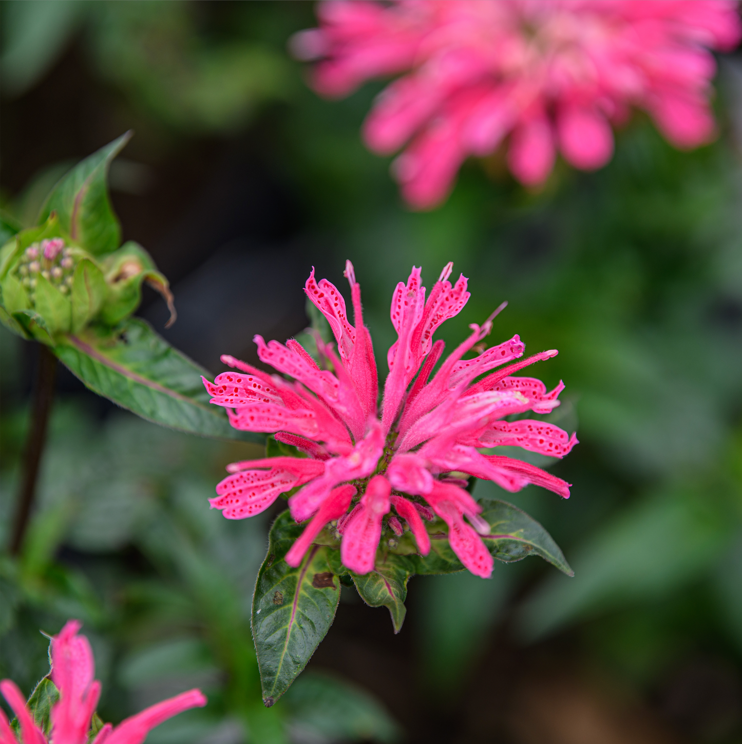 Monarda didyma 'Pardon My Pink'