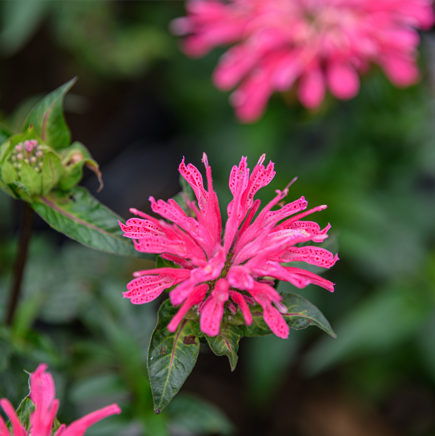 Monarda didyma  'Pardon My Pink'