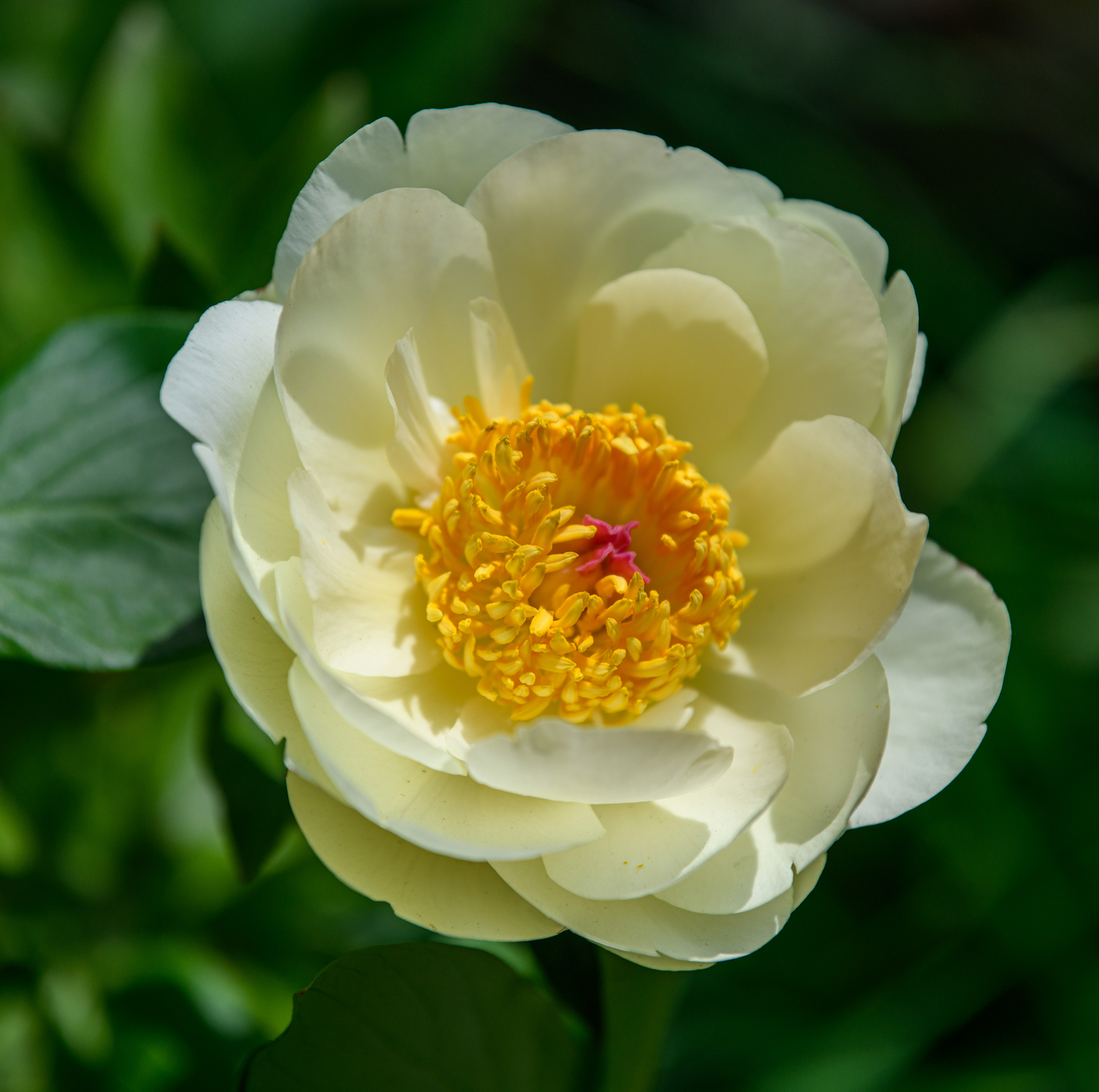Paeonia (Herbaceous Hybrid) 'Lemon Chiffon'