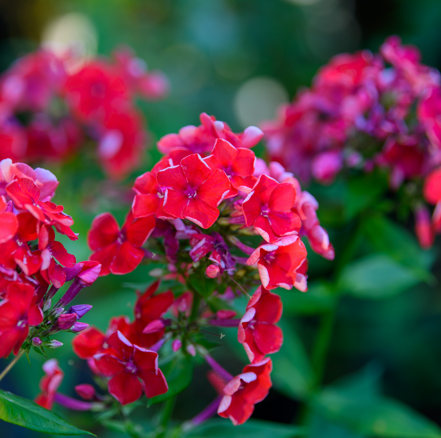 Phlox paniculata 'Younique Orange Elite'®