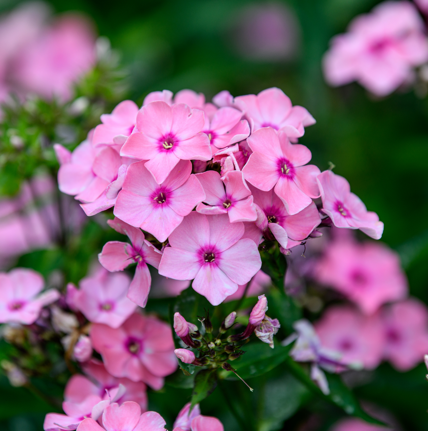 Phlox paniculata 'Sweet Summer™ Queen'