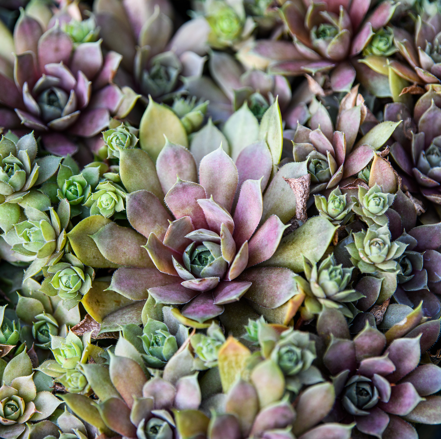 Sempervivum 'Purple Beauty'