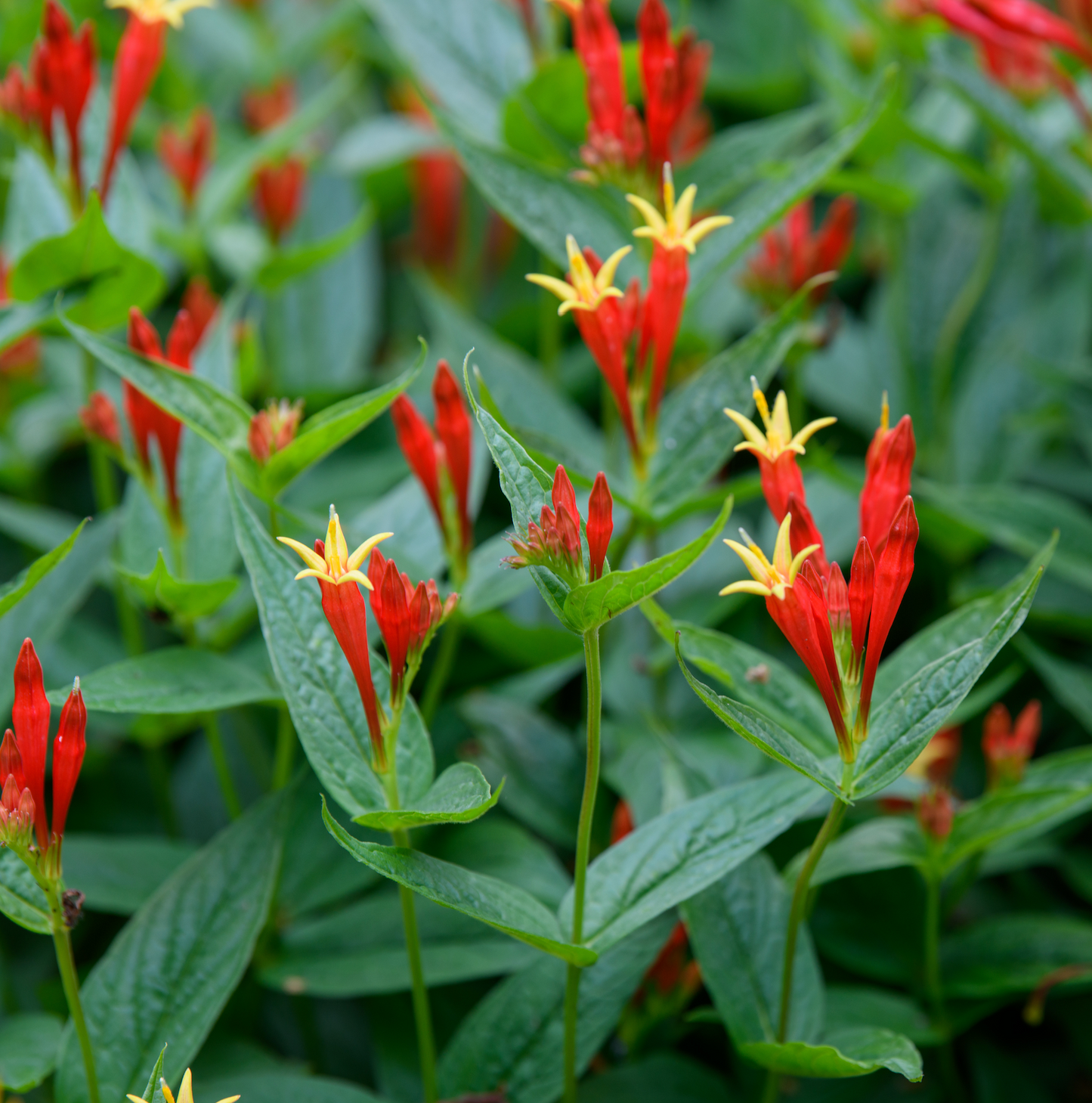Spigelia marilandica 'Ragin Cajun'