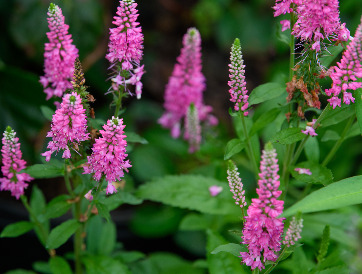 Veronica x 'Bubblegum Candles'